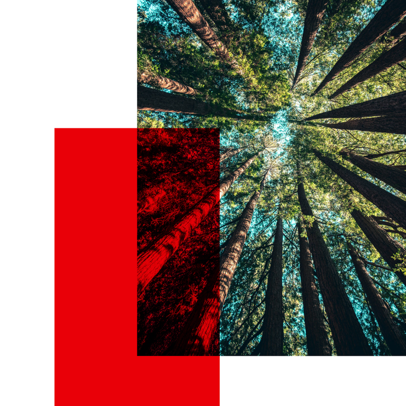 Connection-Trees-1 Connection-Trees-1